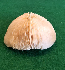 Echte Pilze weiß Korallen