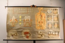 Schulwandkarte medizinische