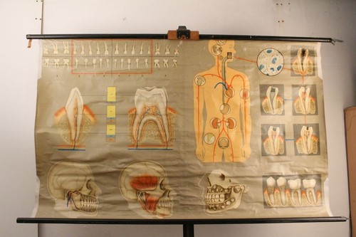 Schulwandkarte medizinische
