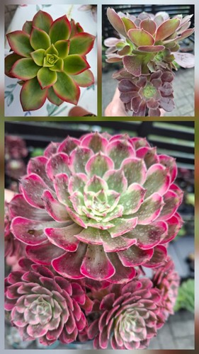 Aeonium set haworthi - aeonium, set!!!