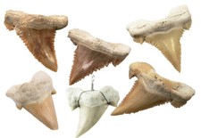 🦈 Fossiler Hai Zahn