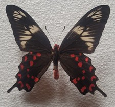 Pachliopta hector - Male