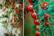 3 immergrüne schnellwüchsige exotische Kirsch -Tomaten Pflanzen für den Garten
