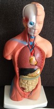 Modell innere organe - modell,