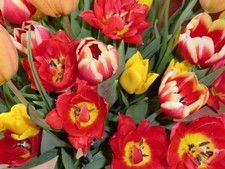 tomtom XL Navigationsgerät Modell 4ET03 mit Tasche und Autoladekabel