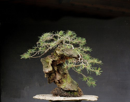Bonsai outdoor winterhart