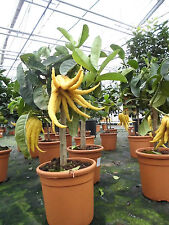 Zitronenbaum Citrus Medica