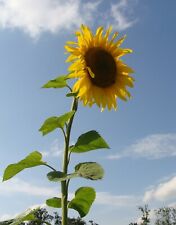 SAMEN essbare Sonnenblumen kerne tolle Pflanzen Terrasse hat nicht jeder Super