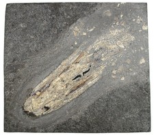 Lias  Loligosepia aalensis