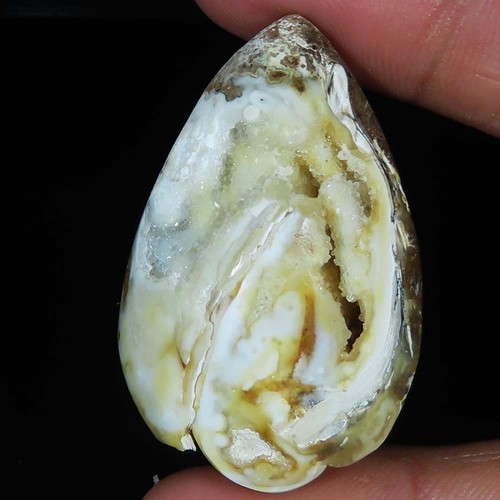 Natürlich fossil schnecke - fossil,