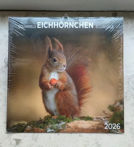 Eichhörnchen wandkalender - eichhörnchen,