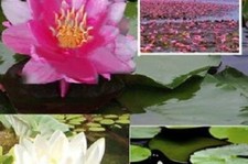 Teichpflanzen Seerosen Mix Set