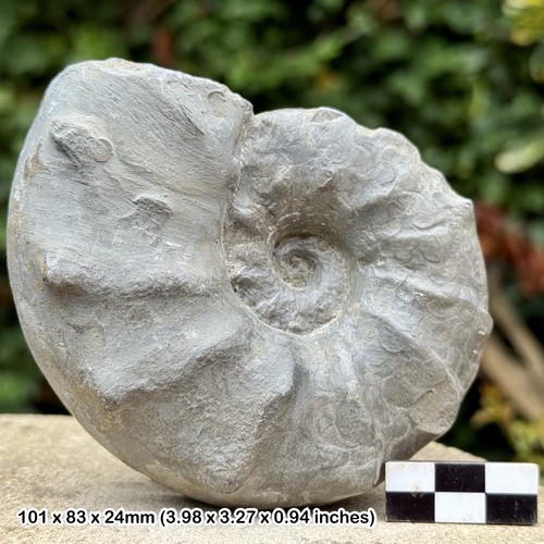 Seltener ceratite evolutu - 4",