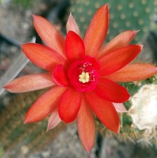 Hildewintera Helms Neue  21 cm groß Kaktus