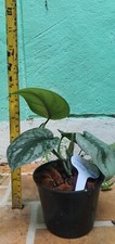 Philodendron  Scindapsus pictus hssk