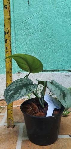 Philodendron scindapsus - philodendron,