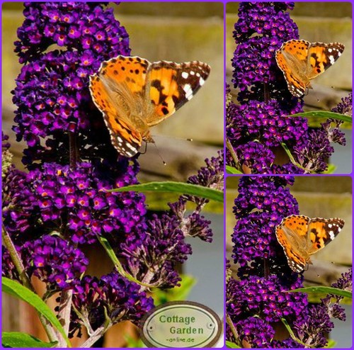 Buddleja black knight - buddleja,