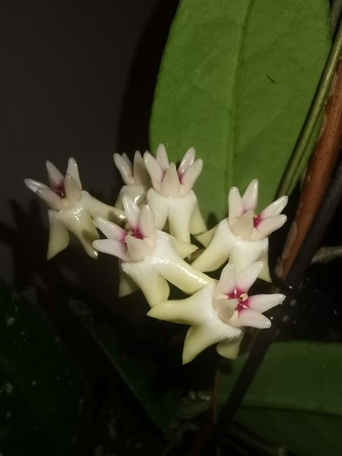 Hoya mitrata malaysia - hoya,