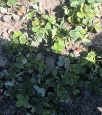 25 Einjährige Erdbeerpflanzen Ableger Erdbeeren