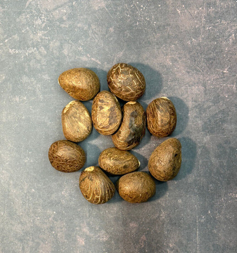 Tagua nüsse deko - nüsse,