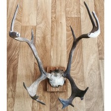 Geweih Rentier/Hirsch Groß