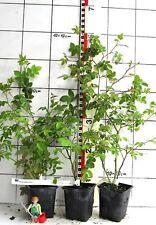 Rosa tomentosa / Filzrose, europ. Wildrosenart, Pflanze im Topf