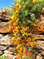 002722A Kanarische Hornklee