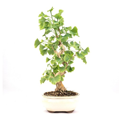 Bonsai ginkgo biloba - 'ginkgo, biloba'
