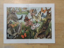 Orig.(1908) Chromolithographie Schmetterlinge I. Mitteleuropas (N1H)