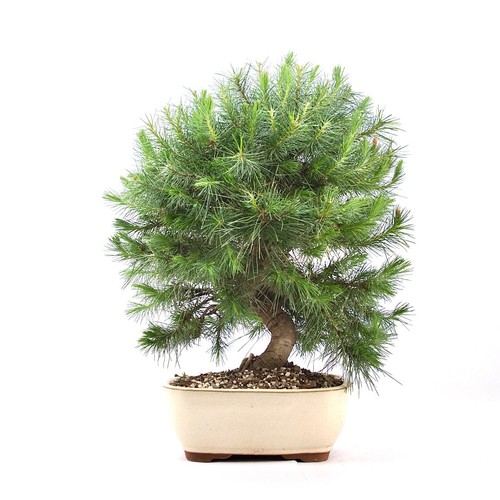 Bonsai aleppo kiefer - bonsai, 'pinus