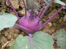 BIO Saatgut - 100+ Samen Kohlrabi Sorte "Purple Vienna" 