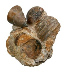 Dogger  Schaustufe mit