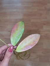 Hoya Pubicalyx Silver Splash bewurzelter Ableger 