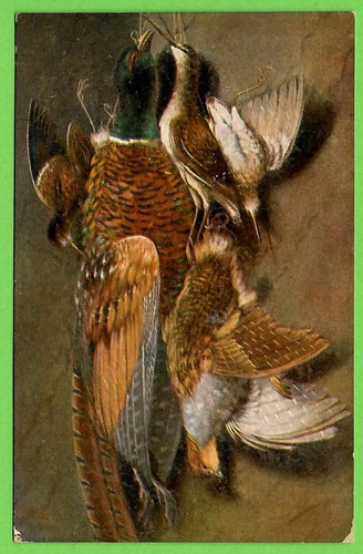 Fasan jagdfasan schnepfe - jagdfasan,,