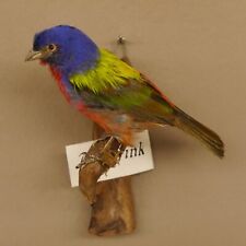 Papstfink Vogel Präparat