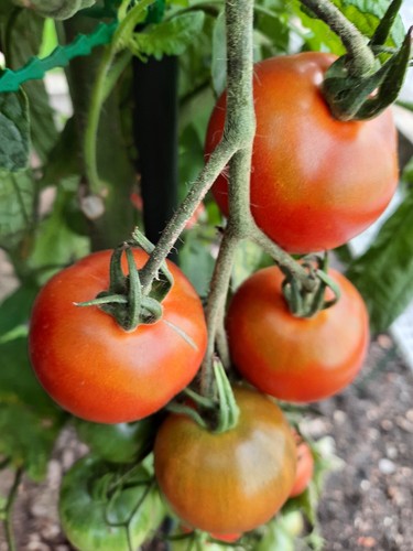 Tomaten samen strauchtomaten - samen,