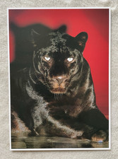 1 AK XXL Schwarzer Panther Leopard Großkatze Raubkatze - USA 2 !!! *