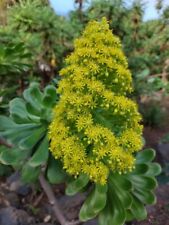 Kanarisches Rosettenbäumchen