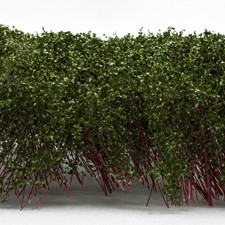 Hohes Gebüsch - Dunkelgrün -