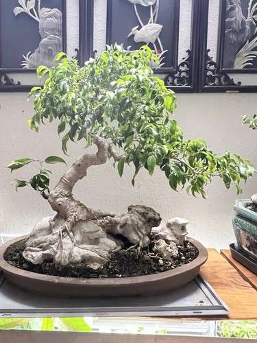 Bonsai ficus in - ficus,