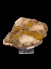 Versteinertes Holz aus