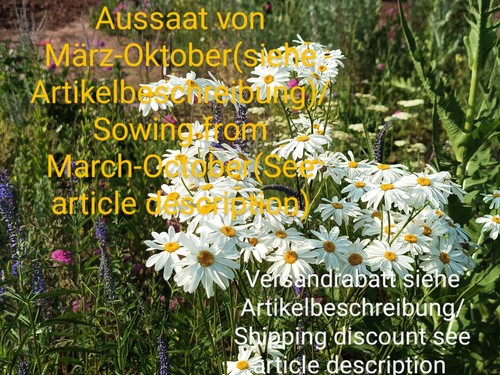 Strauß margerite - strauß,