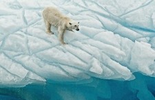 VLIES Fototapete-EISBÄR-(6947ah)-Natur Polar Nordpol Eis Tierbild XXL Wandbild