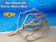 🪴 XXL Tee Strauch Aquarium
