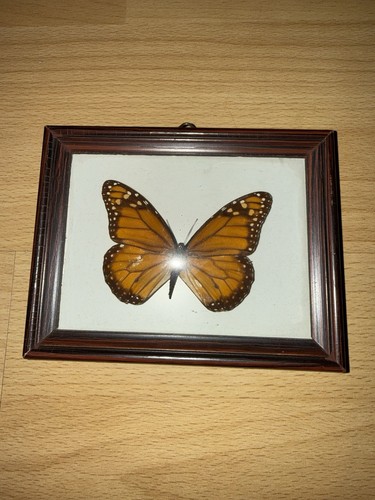 Schmetterling echt bilder - echt, im