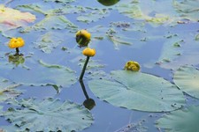 gelbe Teichrose im Korb eingesetzt  einheimisch für jeden Teich  25 b 200 cm WSt