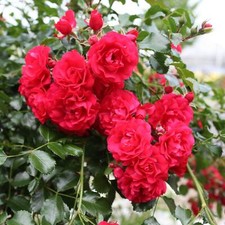 Bodendeckerrosen viele Farben/Lieferformen winterhart pflegeleicht