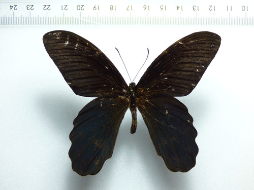 Entomologie schmetterling - entomologie,,