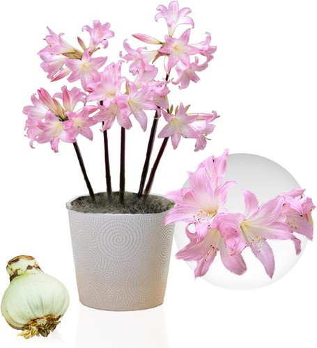 Amaryllis zwiebeln - amaryllis,