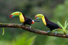 Wandbild ramphastos - wandbild:,
